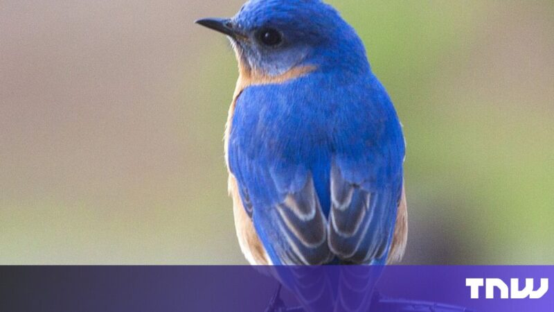 Bluebird-inspired material could boost battery life